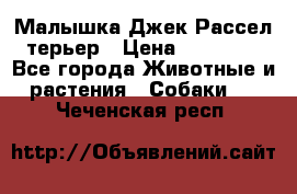 Малышка Джек Рассел терьер › Цена ­ 40 000 - Все города Животные и растения » Собаки   . Чеченская респ.
